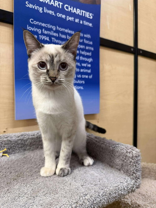 FISH SAUCE - Siamese available for adoption