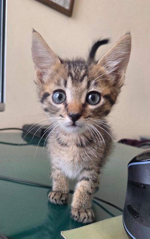 GRUMBLE - Domestic Short Hair available for adoption