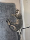Grumble - Photo 4
