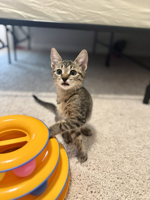 GRUMBLE - Domestic Short Hair available for adoption