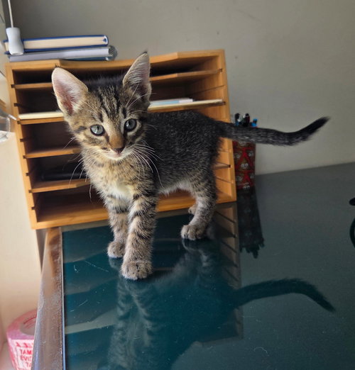 HISSY PANTS - Domestic Short Hair available for adoption
