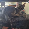 Hissy Pants - Photo 2