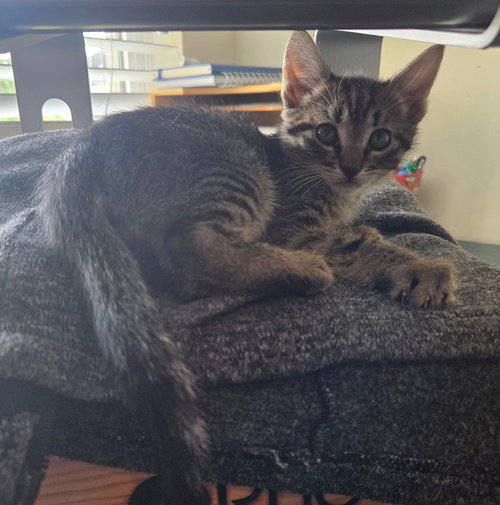 HISSY PANTS - Domestic Short Hair available for adoption