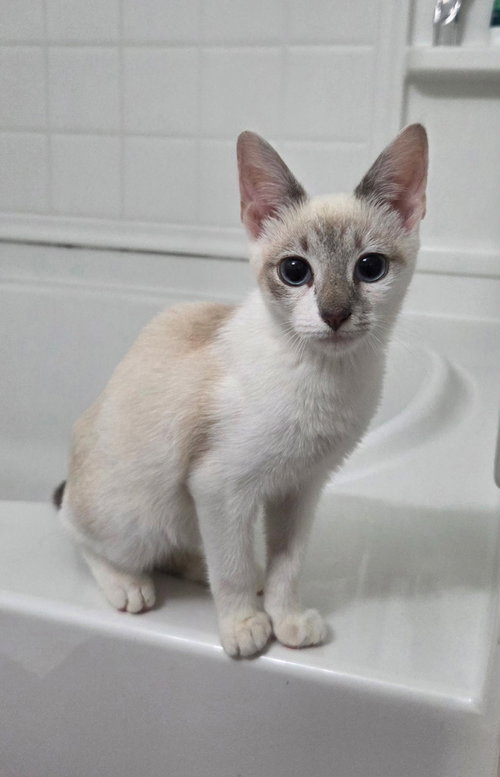 TRIPLE PLAY - Siamese available for adoption