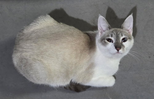 TRIPLE PLAY - Siamese available for adoption