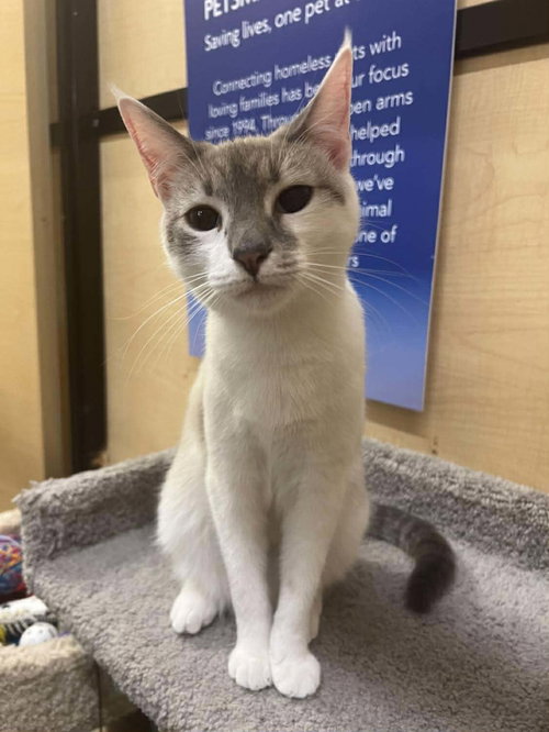 TRIPLE PLAY - Siamese available for adoption