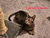 Cactus Cloud - Photo 3