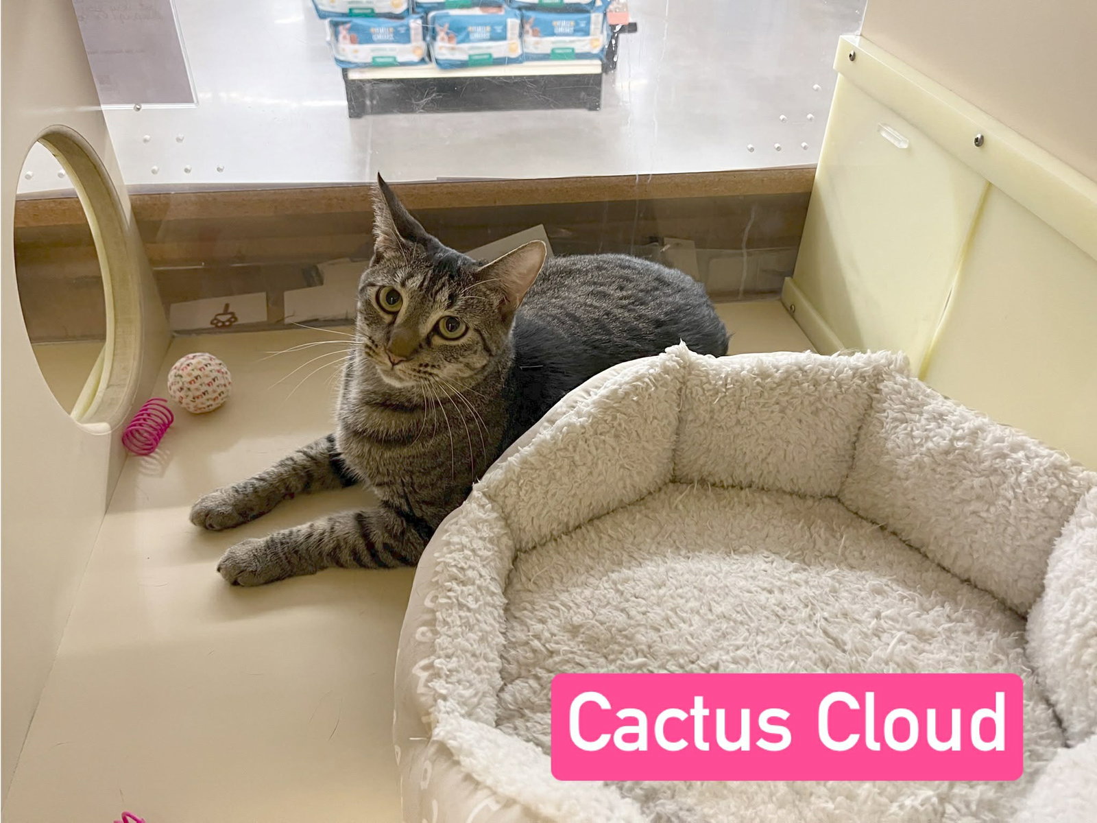 Cactus Cloud Image