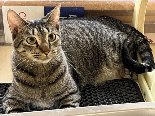 CACTUS CLOUD - Domestic Short Hair available for adoption