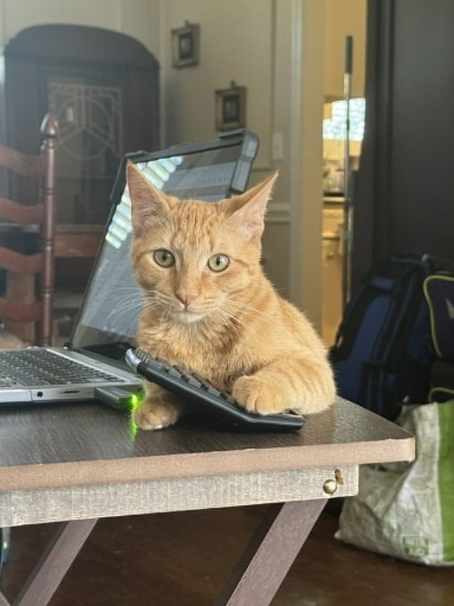 ARREARS - Domestic Short Hair available for adoption