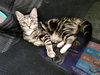 Tuck N Roll - Photo 5