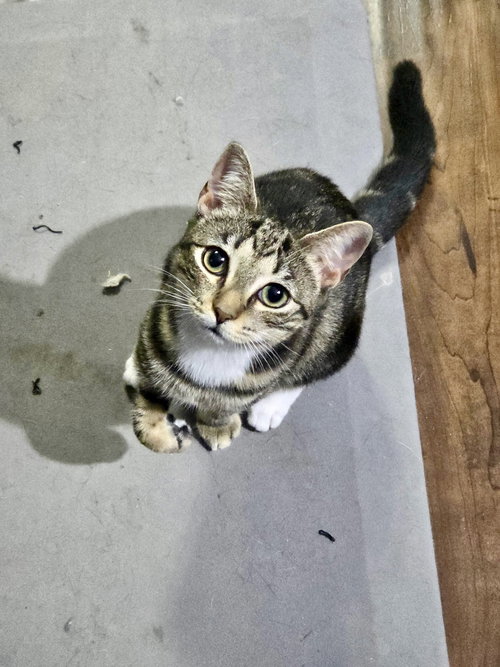 TUCK N ROLL - Domestic Short Hair available for adoption