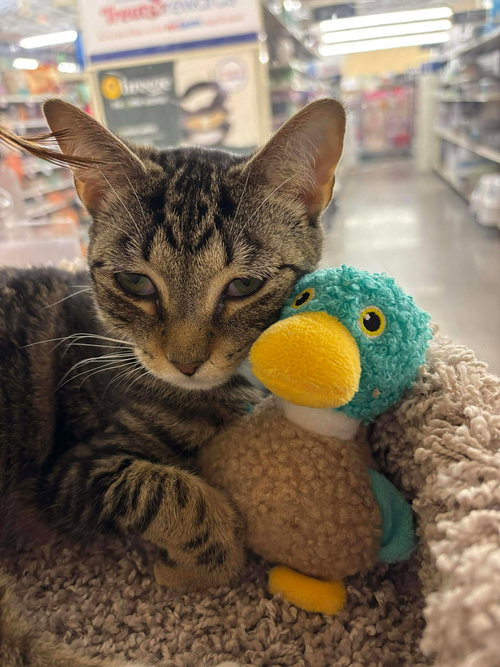TUCK N ROLL - Domestic Short Hair available for adoption