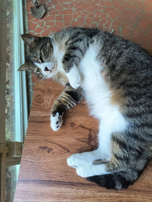 HOPE - Domestic Short Hair available for adoption