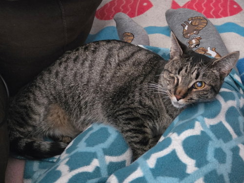 Bob N Weave, a cat for adoption from Cat Around Town Project