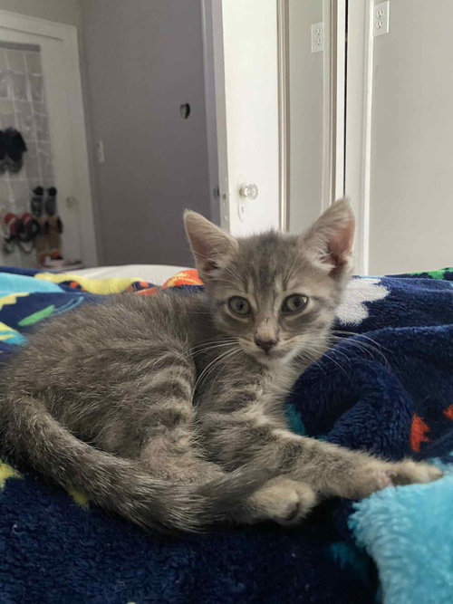 CLEAN ENERGY - Domestic Short Hair available for adoption