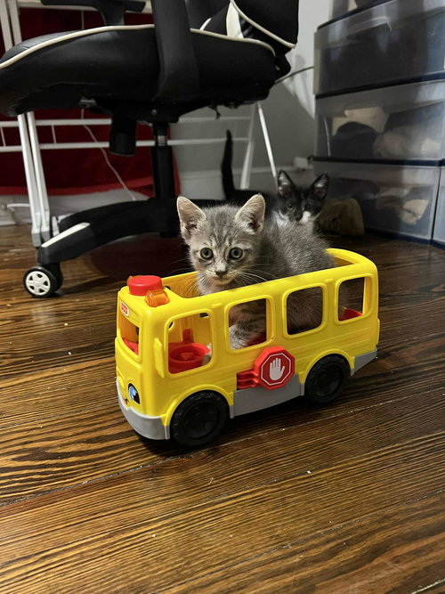 CLEAN ENERGY - Domestic Short Hair available for adoption