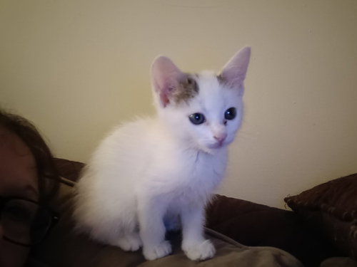BEN CATFLECK - Domestic Short Hair available for adoption