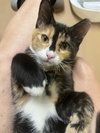 Furiphina - Photo 3