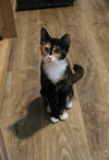 Furiphina - Photo 5