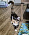 Furiphina - Photo 4