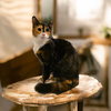 Furiphina - Photo 1
