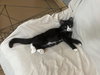 Furvester - Photo 3