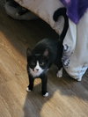 Furvester - Photo 4