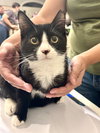 Furvester - Photo 5