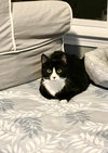 Furvester - Photo 2