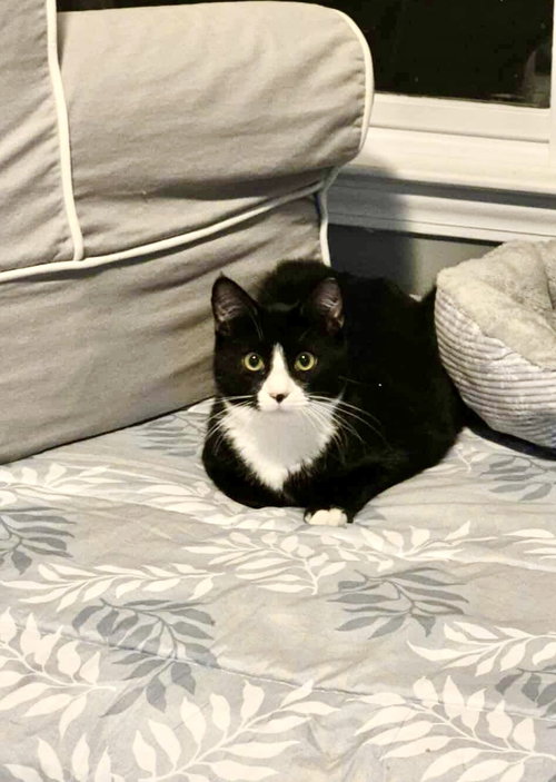 FURVESTER - Domestic Short Hair available for adoption