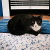 Furvester - Photo 1