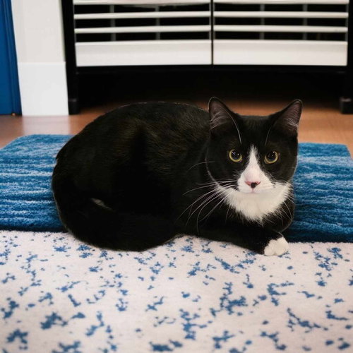 FURVESTER - Domestic Short Hair available for adoption