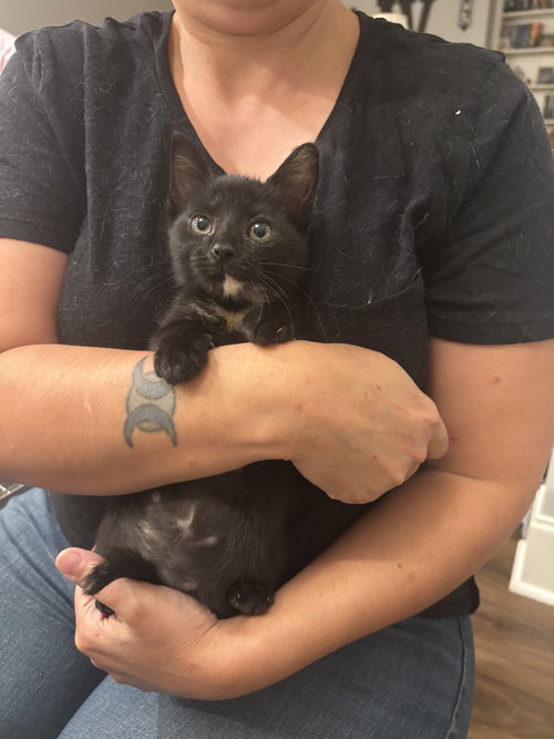 SUPURRVISOR - Domestic Short Hair available for adoption