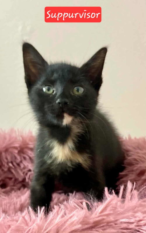 SUPURRVISOR - Domestic Short Hair available for adoption