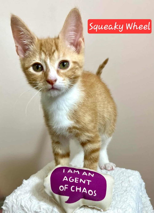 SQUEAKY WHEEL - Domestic Short Hair available for adoption