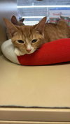 Squeaky Wheel - Photo 3