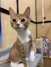Squeaky Wheel - Photo 1