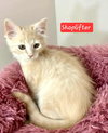 Shoplifter - Photo 3
