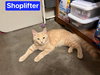 Shoplifter - Photo 1
