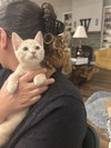 Loss Purrvention - Photo 4