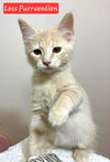 Loss Purrvention - Photo 3