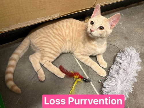 LOSS PURRVENTION - Domestic Short Hair available for adoption