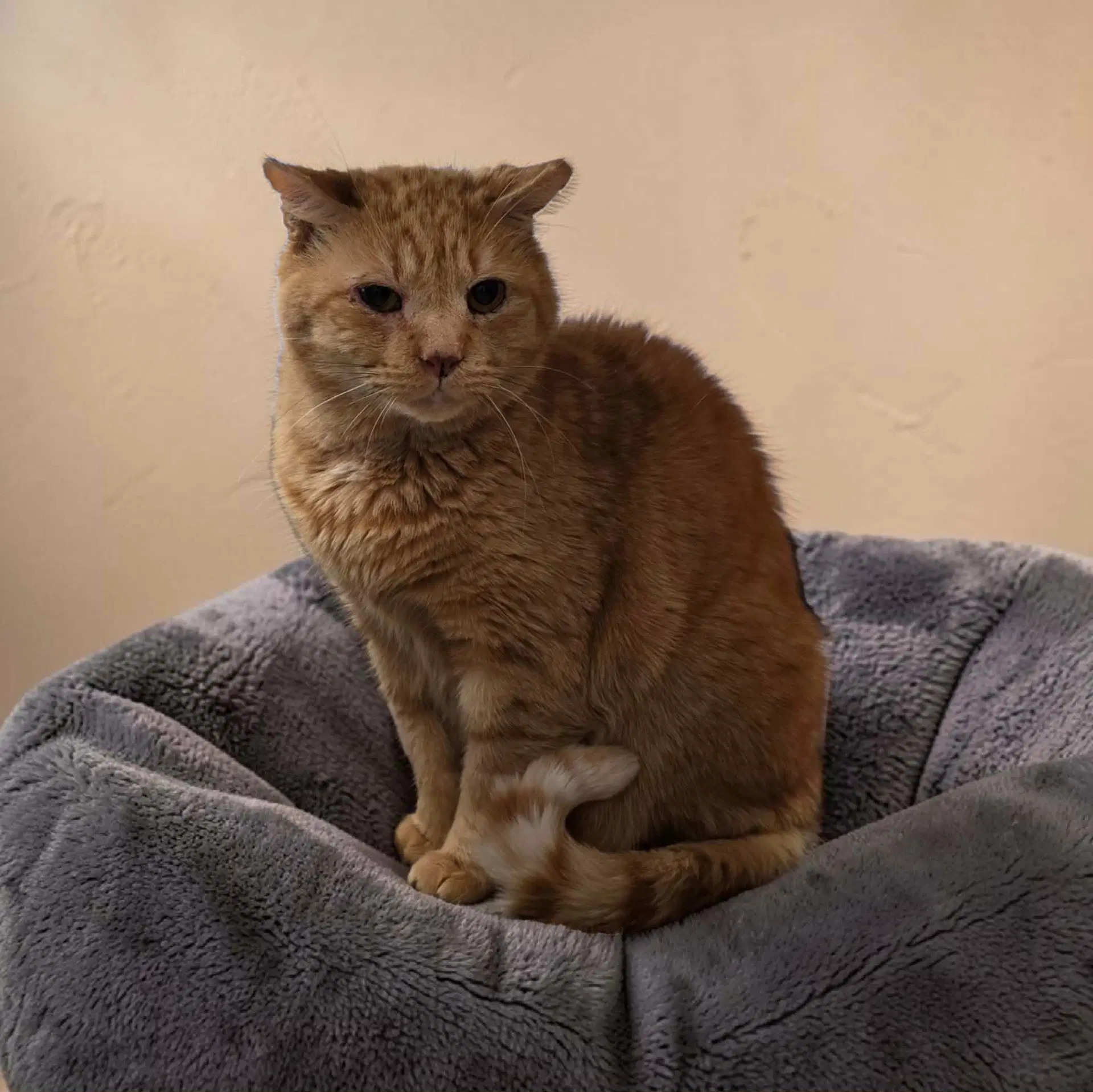 Maurice - Domestic Short Hair