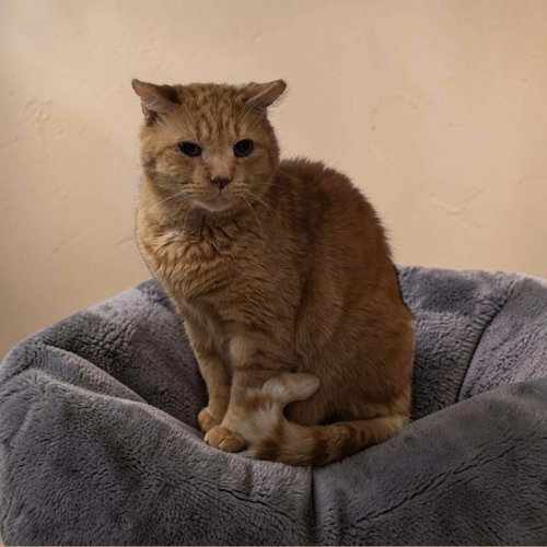 Maurice, Domestic Short Hair, cat for adoption in Rock Hill, South Carolina