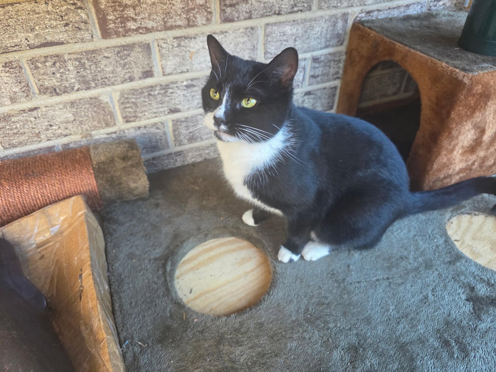 Moxie Image