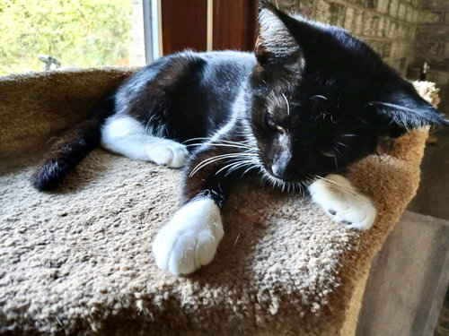 PENNY - Domestic Short Hair available for adoption