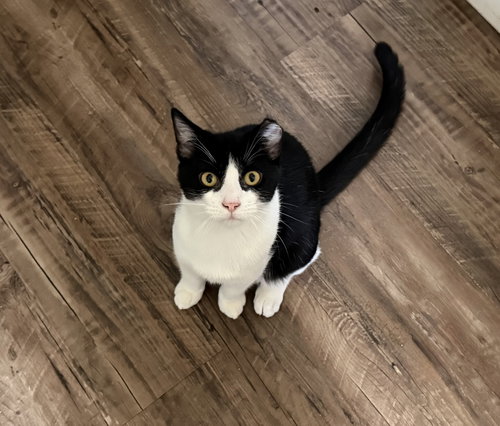 LJ - Domestic Short Hair available for adoption