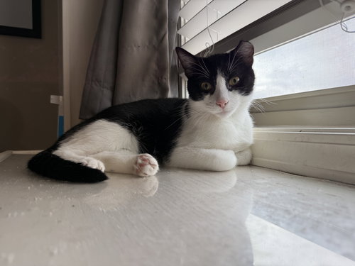 LJ - Domestic Short Hair available for adoption