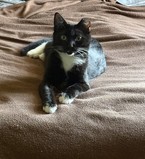 MENACE - Domestic Short Hair available for adoption